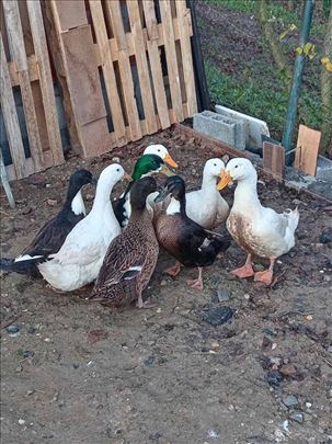 Domaće patke - ukrštene ( Barajevo )