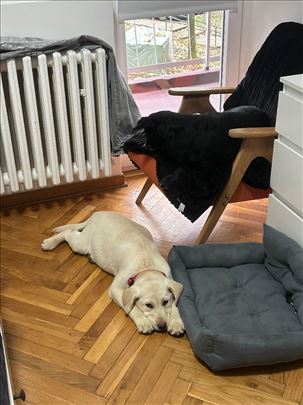 Labrador retriver, štene