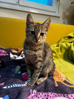 Malenica hitno traži dom