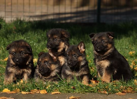 Nemački ovčar, štene