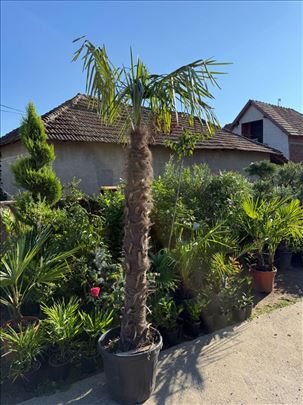 Palme, masline, citrusi, dekorativni žbunovi