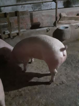 PRODAJEM nazimice za priplod