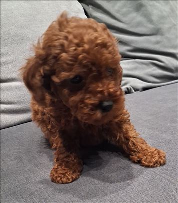 Pudla crvena toy zenka