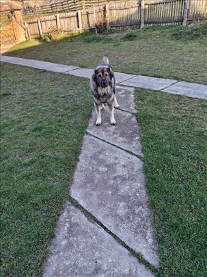 Šarplaninac, mlad pas