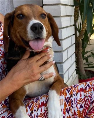 Srpski trobojni gonič, odrastao pas