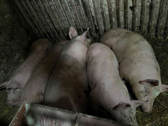 tovljenici Na prodaju