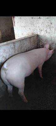 Tovljenici od 100kg do 120kg