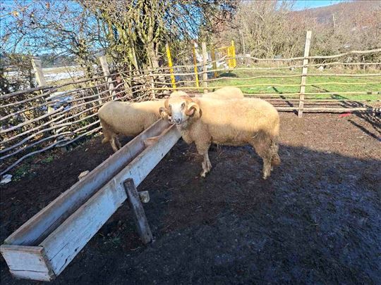 Umaticen sjenicki ovan na prodaju
