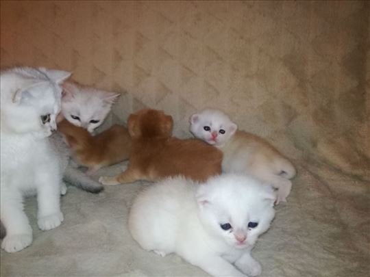 Britanska kratkodlaka, mače