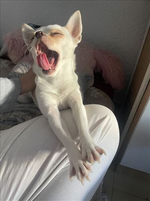 Čuvanje i šetanje pasa Loznica