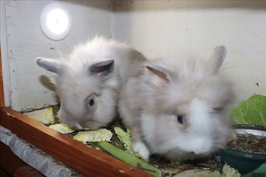 Kunic - patuljasti zec rase lavlje glave