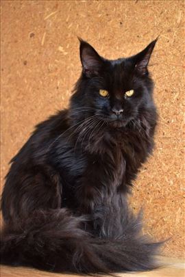 Maine Coon from Russia