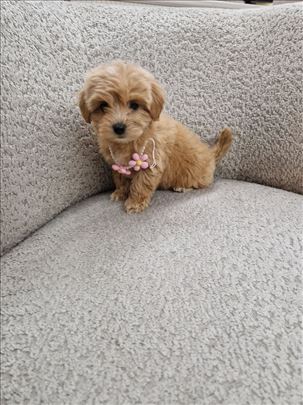 Maltipoo savršeni štenci