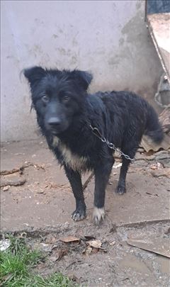 Mešanac, mlad pas traži spas