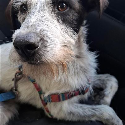 Mešanac, odrastao pas