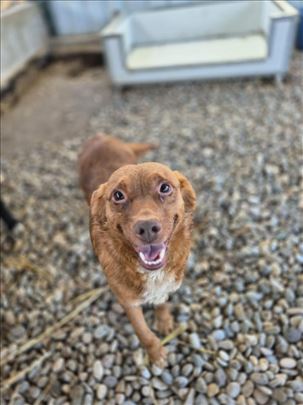 Mešanac, odrastao pas, zvrk lepi nasmejani 