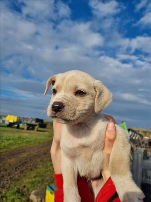 Mešanci traže dom! Nalaze se u KRČEDINU