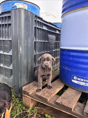 Mešanci traže dom! Nalaze se u Krčedinu 