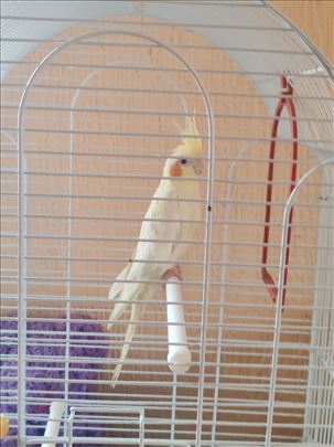 Poklanjam mladu Nimfu