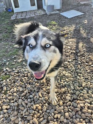 Sibirski haski , odrastao pas