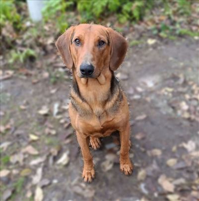 Srpski gonič, Janko trazi dom
