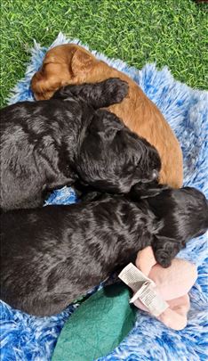 Cavapoo stenci oba pola