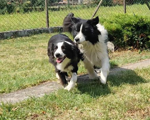 Border koli, štenci