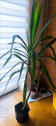 Drvo života Juka visina 1.4 m