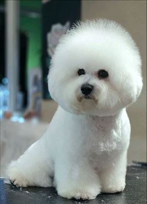 Kovrdžavi bišon, štene