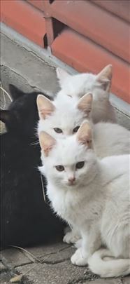 3 predivna bela mačića traže dom pre zime 