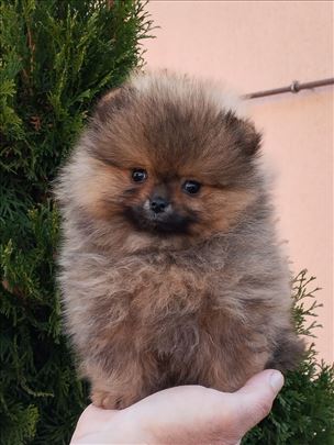 Oranz zenkica ( sa fotografije)