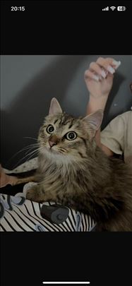 Persijska, mlada mačka na prodaju