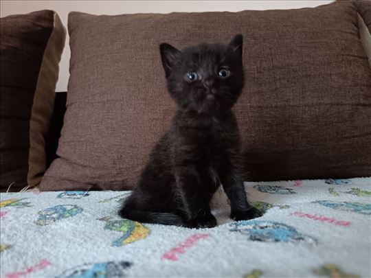 Poklanjam 5 preslatkih mačića 