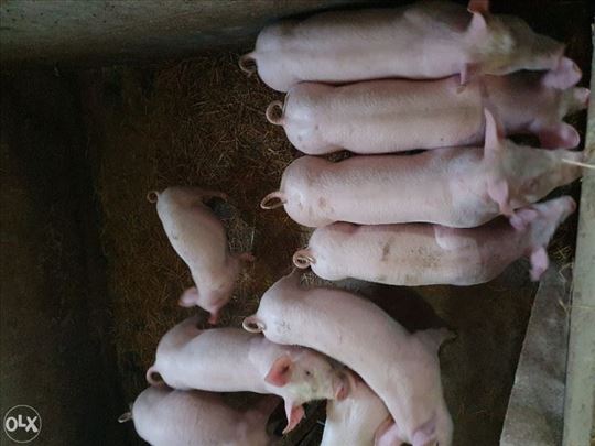 Prodajem 10kom prasica