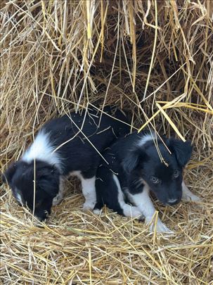 Border koli, štene