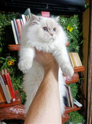 Britanska dugodlaka, mlada mačka