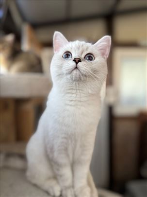 Britanska kratkodlaka, mače