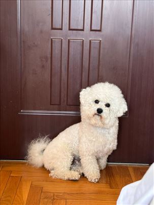 Kovrdžavi bišon, odrastao pas