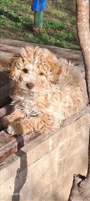 Lagoto štene, BojaPuder