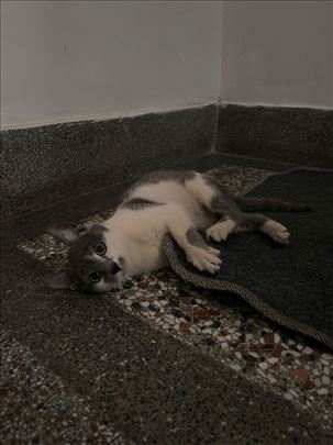 Macici za udomljavanje- Kanarevo brdo