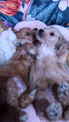 Maltipoo stenci oba pola