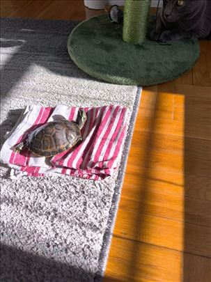 Odrasla kornjaca na prodaju