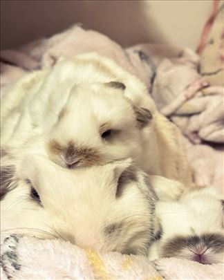 Patuljasti ovnoliki kunići