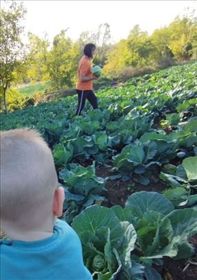 Prodajem kupus na veliko i malo