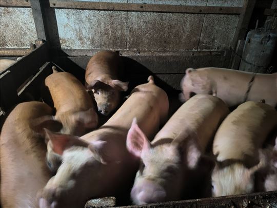 Prodajem tovljenike.