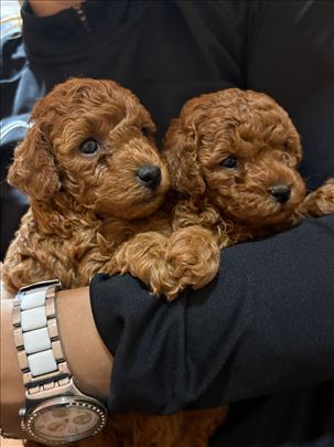 Pudla, štene toy pudle i patuljaste pudle