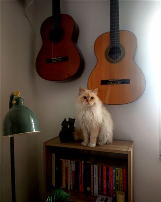 Mačor za parenje – sibirska/ragdoll mešavina,