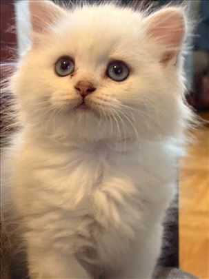 Škotski i britanski mačići, rezervacija u toku