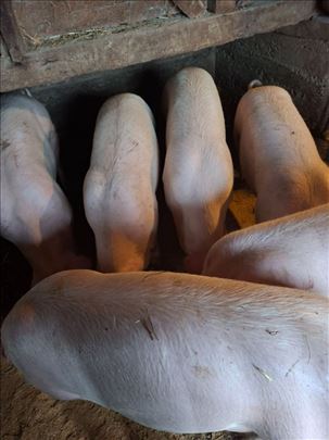 Tovljenici na prodaju