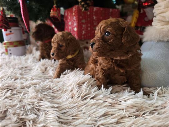 Toy Crvene Pudle/Crvena Pudla - štenci